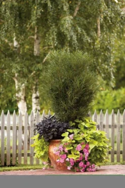 Farnblättriger Säulen-Faulbaum `Fine Line´ Rhamnus Frangula `Fine Line´ 11 Farnblättriger Säulen-Faulbaum `Fine Line´ Rhamnus Frangula `Fine Line´ -Grüne Vielfalt Fine Line Kordes Jungpflanzen1