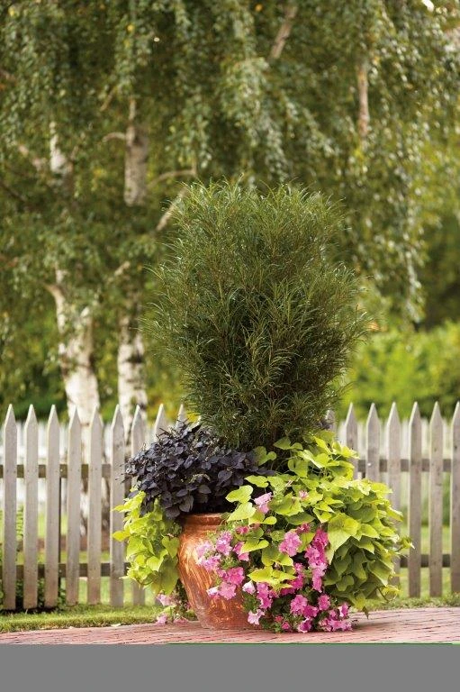 Farnblättriger Säulen-Faulbaum `Fine Line´ Rhamnus Frangula `Fine Line´ 6 Farnblättriger Säulen-Faulbaum `Fine Line´ Rhamnus Frangula `Fine Line´ – Bild 6