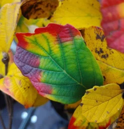 Großer Federbuschstrauch Fothergilla Major -Grüne Vielfalt Fothergilla Herbstf rbung1