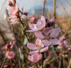 Zwerg-Fruchtmandel `Garden Prince´ Prunus `Zwerg-Fruchtmandel´ 8 Zwerg-Fruchtmandel `Garden Prince´ Prunus `Zwerg-Fruchtmandel´ -Grüne Vielfalt Garden Prince Bl te2