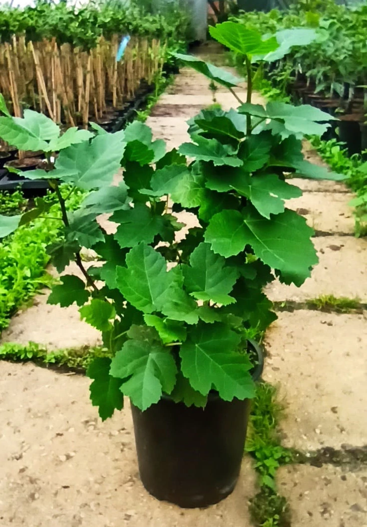 Gebirgsfeige Ficus Afghanistanica 1 Gebirgsfeige Ficus Afghanistanica