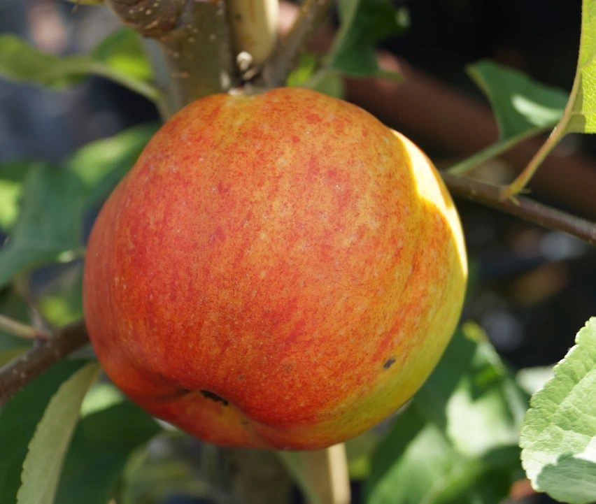 Geheimrat Oldenburg Malus Domestica 1 Geheimrat Oldenburg Malus Domestica