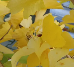 Ginkgo / Fächerblattbaum Ginkgo Biloba -Grüne Vielfalt Ginkgo biloba Herbstf rbung