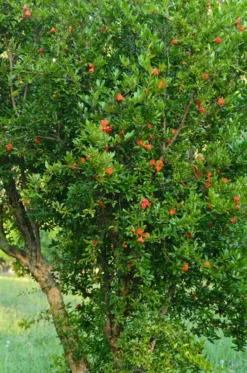 Granatapfel `Crimson Sky´ Punica Granatum `Crimson Sky´ 5 Granatapfel `Crimson Sky´ Punica Granatum `Crimson Sky´ -Grüne Vielfalt Granatapfel bl te 2