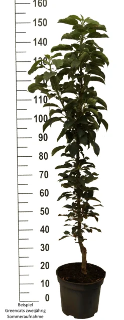 Säulenapfel `GreenCats´ Malus Domestica `Greencats´ 8 Säulenapfel `GreenCats´ Malus Domestica `Greencats´ -Grüne Vielfalt Greencats weiss scaled