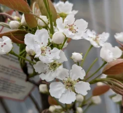 Nashi Hakko Pyrus Pyrifolia `Hakko´ 8 Nashi Hakko Pyrus Pyrifolia `Hakko´ -Grüne Vielfalt Hakko Bl te