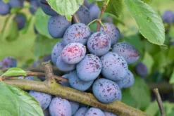 Hanita ® Prunus Domestica `Hanita 12 Hanita ® Prunus Domestica `Hanita -Grüne Vielfalt Hanita3