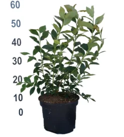 Heidelbeere - Reka Vaccinum Corymbosum `Reka´ -Grüne Vielfalt Heidelbeere reka 2