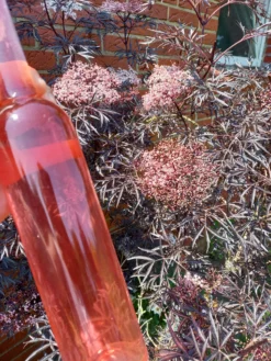 Holunder Black Lace ® Sambucus Nigra `Black Lace´ -Grüne Vielfalt Holunderbl ten Likor rosa