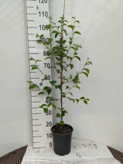 Chinesische Quitte / Holzquitte Pseudocydonia Sinensis -Grüne Vielfalt Holzquitte scaled