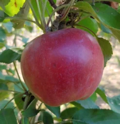 Idared Malus Domestica `Idared´ -Grüne Vielfalt Idared