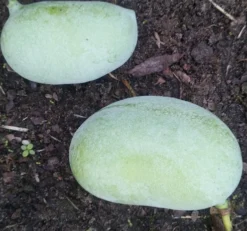 Grüne Vielfalt -Grüne Vielfalt Indianerbanana