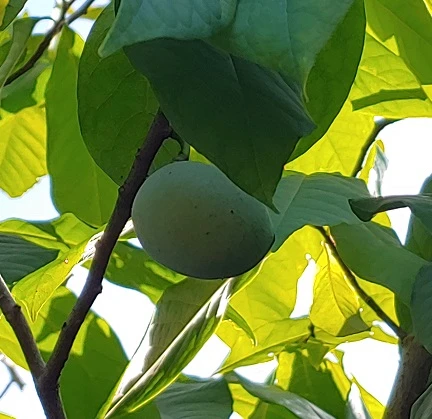 Veredelte Indianerbanane (Paw Paw) `Halvin´ Asimina Triloba `Wells´ 2 Veredelte Indianerbanane (Paw Paw) `Halvin´ Asimina Triloba `Wells´ – Bild 2