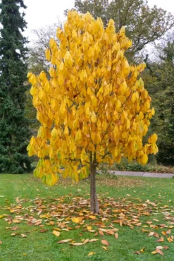 Veredelte Indianerbanane `Sunflower´ Asimina Triloba `Sunflower´ 8 Veredelte Indianerbanane `Sunflower´ Asimina Triloba `Sunflower´ -Grüne Vielfalt Indianerbanane Baumss5zD0OWlSt7R