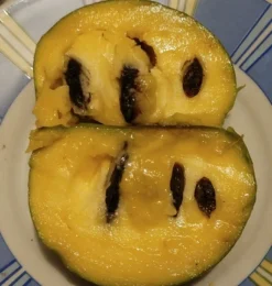 Veredelte Indianerbanane (Paw Paw) `Shenandoah®´ Asimina Triloba `Shenandoah´ 7 Veredelte Indianerbanane (Paw Paw) `Shenandoah®´ Asimina Triloba `Shenandoah´ -Grüne Vielfalt Indianerbanane von Innen5a0476156796c