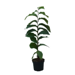 Indianerbanane (Paw Paw) Asimina Triloba 7 Indianerbanane (Paw Paw) Asimina Triloba -Grüne Vielfalt Indianerbanane weiss