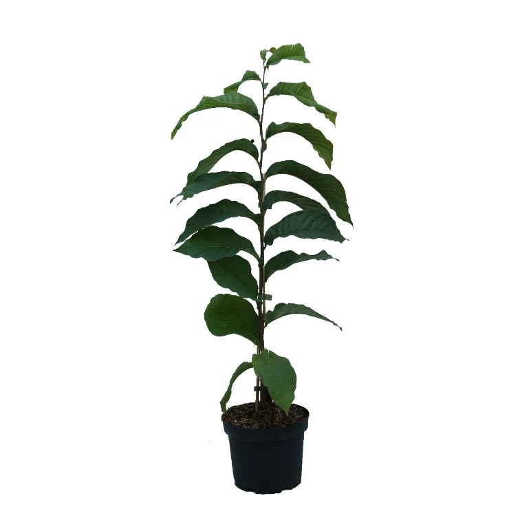 Indianerbanane (Paw Paw) Asimina Triloba 3 Indianerbanane (Paw Paw) Asimina Triloba – Bild 3