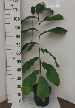 Veredelte Indianerbanane `Prolific´ Asimina Triloba `Profilic´ 7 Veredelte Indianerbanane `Prolific´ Asimina Triloba `Profilic´ -Grüne Vielfalt Indianerbanane weissUlvLMu4s0J9e2