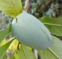 Veredelte Indianerbanane `Allegheny´® Peterson Pawpaws® Asimina Triloba `Allegheny´