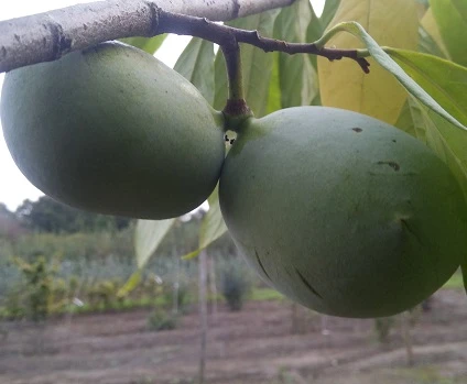 Veredelte Indianerbanane (Paw Paw) `Shenandoah®´ Asimina Triloba `Shenandoah´ 1 Veredelte Indianerbanane (Paw Paw) `Shenandoah®´ Asimina Triloba `Shenandoah´