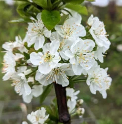Säulensauerkirsche `Jachim´ Prunus Cerasus `Jachim´ -Grüne Vielfalt Jachim Bl te