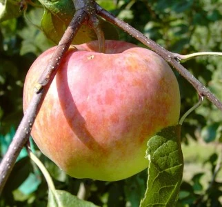 Jamba Malus Domestica `Jamba´ 1 Jamba Malus Domestica `Jamba´