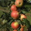 Säulenapfel `James Grieve Super Compact ®´ Malus Domestica `James Grieve Super Compact´