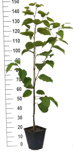 Japanischer Rosinenbaum Hovenia Dulcis -Grüne Vielfalt Japanischer rosinenbaum weiss