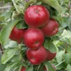 Säulenapfel Jarle ® Malus Domestica