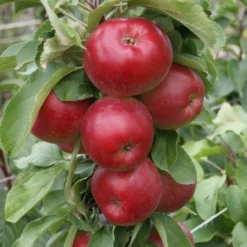 Neu eingetroffen 12 Säulenapfel Jarle ® Malus Domestica