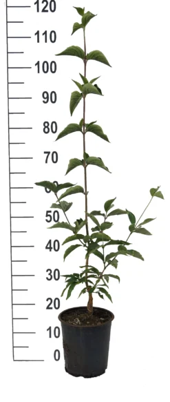 Großfrüchtige Kornelkirsche `Jolico´ Cornus Mas `Jolico´ 7 Großfrüchtige Kornelkirsche `Jolico´ Cornus Mas `Jolico´ -Grüne Vielfalt Jolico Kornelkirsche weiss