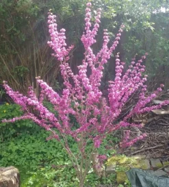 Judasbaum Cercis Siliquastrum 7 Judasbaum Cercis Siliquastrum -Grüne Vielfalt Judasbaum