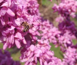 Judasbaum Cercis Siliquastrum