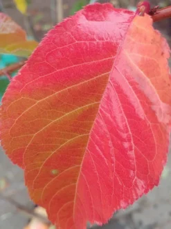 Zierkirsche `Kanzan´ Prunus Serrulata `Kanzan´ 7 Zierkirsche `Kanzan´ Prunus Serrulata `Kanzan´ -Grüne Vielfalt Kanzan herbstf rbung