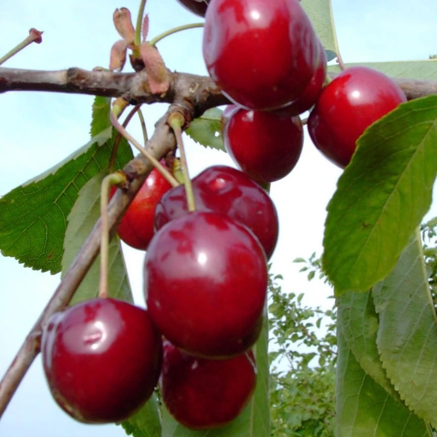 Karneol Ⓢ Prunus Cerasus `Karneol´ 1 Karneol Ⓢ Prunus Cerasus `Karneol´