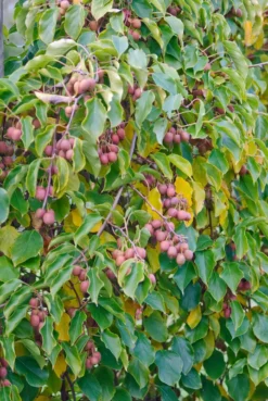 Neu eingetroffen -Grüne Vielfalt Kens Red 2