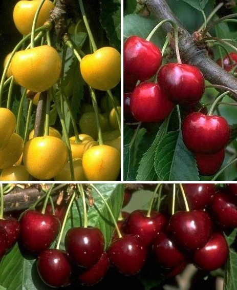 Mehrsorten-Kirschbaum (versch. Varianten) Prunus Avium 1 Mehrsorten-Kirschbaum (versch. Varianten) Prunus Avium