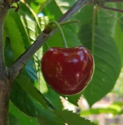 Säulensauerkirsche `Jachim´ Prunus Cerasus `Jachim´ -Grüne Vielfalt KirscheqrHhSGMlGgmAy