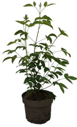 Kolchische Pimpernuss Staphylea Colchica 7 Kolchische Pimpernuss Staphylea Colchica -Grüne Vielfalt Kolchische Pimpernuss