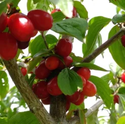 Großfrüchtige Kornelkirsche `Jolico´ Cornus Mas `Jolico´ 6 Großfrüchtige Kornelkirsche `Jolico´ Cornus Mas `Jolico´ -Grüne Vielfalt Kornelkirsche jolico