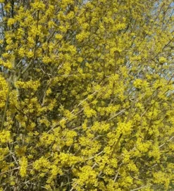 Großfrüchtige Kornelkirsche `Schönbrunner Gourmet Dirndl´ Cornus Mas `Schönbrunner Gourmetdirndl´ -Grüne Vielfalt Kornelkirschen