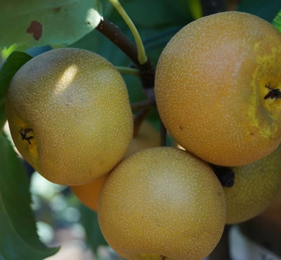 Nashi Hakko Pyrus Pyrifolia `Hakko´ 2 Nashi Hakko Pyrus Pyrifolia `Hakko´ – Bild 2