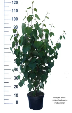 Lebkuchenbaum / Katsurabaum Cercidiphyllum Japonicum 11 Lebkuchenbaum / Katsurabaum Cercidiphyllum Japonicum -Grüne Vielfalt Lebkuchenbaum weiss