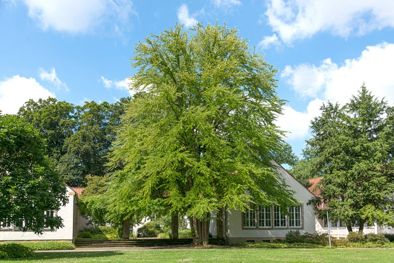 Lebkuchenbaum / Katsurabaum Cercidiphyllum Japonicum 2 Lebkuchenbaum / Katsurabaum Cercidiphyllum Japonicum – Bild 2