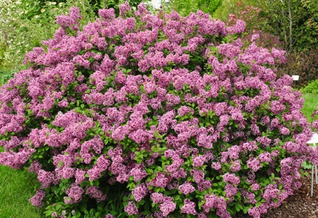 Zwerg-Duft-Flieder `Lillifee´® Syringa Meyeri `Lillifee´ 2 Zwerg-Duft-Flieder `Lillifee´® Syringa Meyeri `Lillifee´ – Bild 2