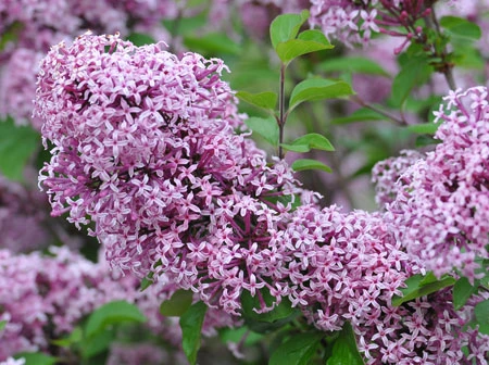 Zwerg-Duft-Flieder `Lillifee´® Syringa Meyeri `Lillifee´ 1 Zwerg-Duft-Flieder `Lillifee´® Syringa Meyeri `Lillifee´