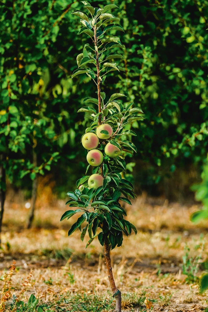Säulenapfel `Lopini´® Malus Domestica `Lopini´® 2 Säulenapfel `Lopini´® Malus Domestica `Lopini´® – Bild 2