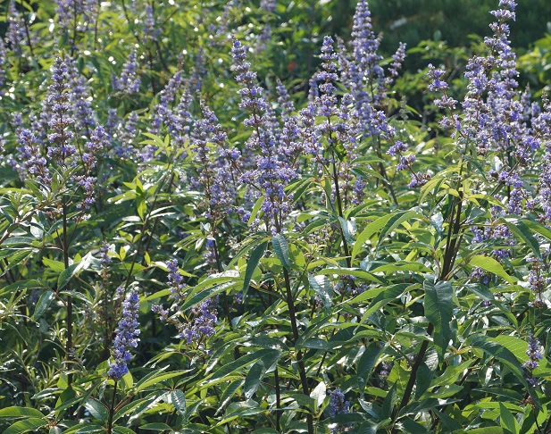 Mönchspfeffer Vitex Agnus Castus 6 Mönchspfeffer Vitex Agnus Castus – Bild 6