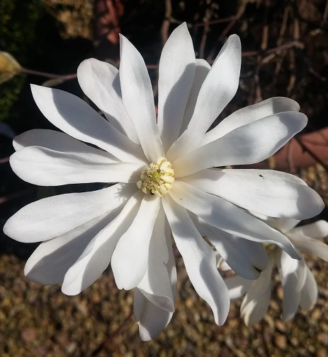 Sternmagnolie Magnolia Stellata 1 Sternmagnolie Magnolia Stellata