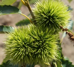 Esskastanie `Maraval´ Castanea Sativa `Maraval´ -Grüne Vielfalt Maraval5b62cdb854980